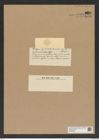 Euodia arbicularis Castrac. (de-Toni-Nr.: Genus 210, Species 5283) Zeichnungen Sammlung Grunow Nr. 9096 (NHMW-BOT-W0378853)